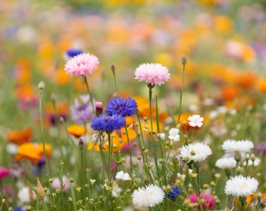 Logotrade promotional product picture of: A4 wildflower seed paper sheet