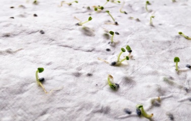 Logotrade promotional merchandise photo of: A5 wildflower seed paper sheet